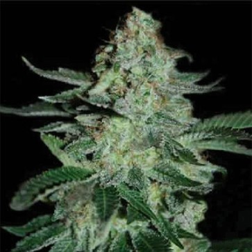 Семена конопли Tutankhamon Feminised